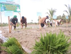 Penanaman Padi Perdana Program Ketahanan Pangan Gampong Padang Mancang