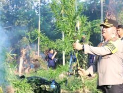 BNN dan Polisi Musnahkan Puluhan Ribu Batang Ganja di Aceh