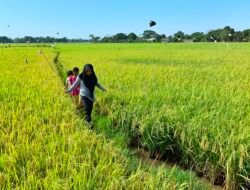BPS Catat Harga Gabah di Aceh Naik 1,16 Persen Dibanding Bulan Sebelumnya 12 BPS Catat Harga Gabah di Aceh Naik 1,16 Persen Dibanding Bulan Sebelumnya