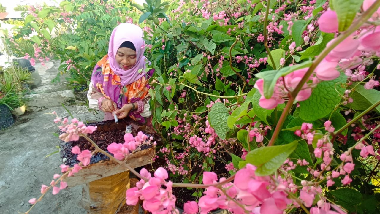 Manfaatkan Pekarangan Rumah, Dosen Universitas Teuku Umar Hasilkan Jutaan Rupiah dari Madu Trigona 3