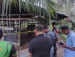 Diduga Gegara Hamili Anak Angkat, Satu Pria Paruh Baya di Aceh Barat Nekat Bunuh Diri di Kandang Sapi
