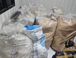 Aksi Langsir 300 Kg Ganja di Nagan Raya, Pembantu Bandar Narkoba Diciduk Polisi 8 Aksi Langsir 300 Kg Ganja di Nagan Raya, Pembantu Bandar Narkoba Diciduk Polisi