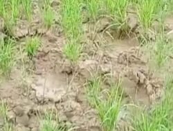 Gajah Liar Masuk ke Pemukiman Warga, Sejumlah Tanaman Diobrak-abrik 9 Gajah Liar Masuk ke Pemukiman Warga, Sejumlah Tanaman Diobrak-abrik