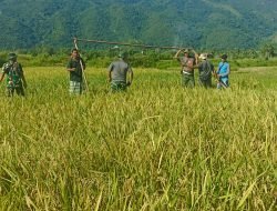 Panen Raya di Aceh Besar, Produksi Padi Capai 6,5 Ton per Hektare 3 Panen Raya di Aceh Besar, Produksi Padi Capai 6,5 Ton per Hektare