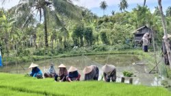 Daya Beli Petani Aceh Meningkat, NTP Juli 2025 Naik 2,70 Persen