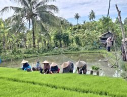 Harga Gabah dan Kopi Naik, Daya Beli Petani Aceh Menguat 4 Harga Gabah dan Kopi Naik, Daya Beli Petani Aceh Menguat