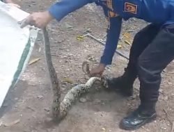 Ular Piton Tiga Meter Terciduk Mangsa Ayam di Gampong Ketapang 8 Ular Piton Tiga Meter Terciduk Mangsa Ayam di Gampong Ketapang