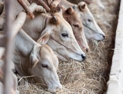Stok Ternak Jelang Idul Adha 1446 H di Aceh Besar Capai Ribuan Ekor