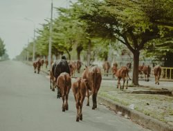 Ternak Lepas di Jalan Raya, Pemilik Terancam Denda Rp300 Ribu per Ekor