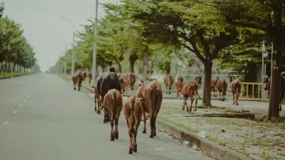Ternak Lepas di Jalan Raya, Pemilik Terancam Denda Rp300 Ribu per Ekor