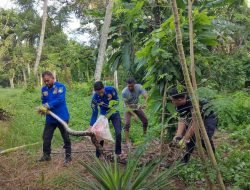 Ular Piton Sepanjang 3 Meter Mangsa Ayam Warga di Seulimum