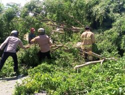 Pohon Tumbang di Jalan Nasional Aceh-Medan Sebabkan Kemacetan