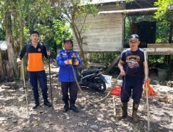 BPBD Aceh Besar Evakuasi Ular King Cobra 3 Meter di Weusiteh