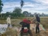 Harga Gabah Tembus Rp 8.500 per Kg di Aceh Besar