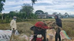 Harga Gabah Tembus Rp 8.500 per Kg di Aceh Besar