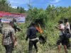 Polres Aceh Besar Musnahkan Ladang Ganja Dua Hektare di Ie Su’um, Satu Pelaku Ditangkap