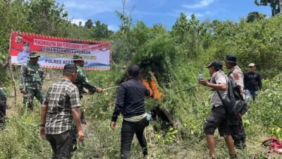 Polres Aceh Besar Musnahkan Ladang Ganja Dua Hektare di Ie Su’um, Satu Pelaku Ditangkap