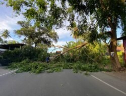 Cuaca Buruk di Aceh Besar, Pohon Tumbang Tutup Akses Jalan Nasional 4 Cuaca Buruk di Aceh Besar, Pohon Tumbang Tutup Akses Jalan Nasional