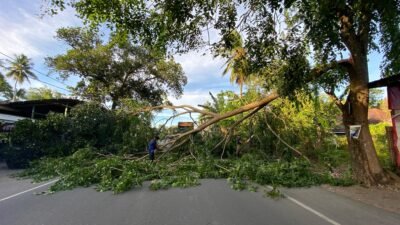 Cuaca Buruk di Aceh Besar, Pohon Tumbang Tutup Akses Jalan Nasional