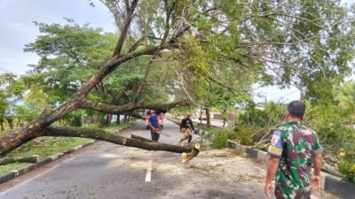 Empat Kecamatan di Aceh Besar Dilanda Pohon Tumbang Akibat Cuaca Buruk